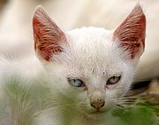 Gatos Callejeros, El Brosquil, España