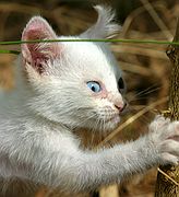 Gatos Callejeros, El Brosquil, España