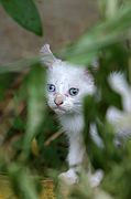 Gatos Callejeros, El Brosquil, España