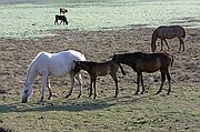 Objetivo 70 to 200
Caballos en El Rocío
Viaje por Andalucía
EL ROCIO
Foto: 1346