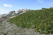 Islas Cies, Isla de Sálvora, España