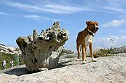 Objetivo 16 to 35
Sur, el perro de Pepe, el farero de Salvora
Islas Atlánticas
ISLA DE SÁLVORA
Foto: 1017