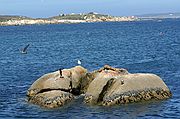 Islas Cies, Isla de Sálvora, España