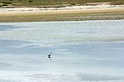 Objetivo 70 to 200
Garza en la playa
Islas Atlánticas
ISLA DE FARO
Foto: 1060