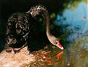 Camara Nikon F2
Cisne1
In Memoriam
ZOO DE MADRID
Foto: 1743