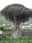 Icod de los Vinos, Tenerife, España