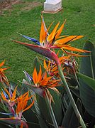 Hotel Botanico - Puerto de la Cruz, Tenerife, España