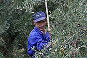 Recogida de la Aceituna, Priego de Cordoba, España