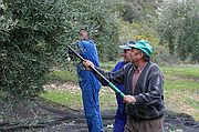 Recogida de la Aceituna, Priego de Cordoba, España