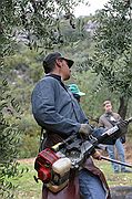 Recogida de la Aceituna, Priego de Cordoba, España