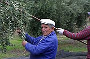 Recogida de la Aceituna, Priego de Cordoba, España