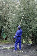 Recogida de la Aceituna, Priego de Cordoba, España