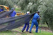 Recogida de la Aceituna, Priego de Cordoba, España