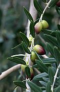 Recogida de la Aceituna, Priego de Cordoba, España