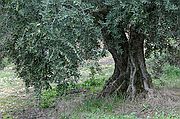 Recogida de la Aceituna, Priego de Cordoba, España