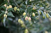 Recogida de la Aceituna, Priego de Cordoba, España