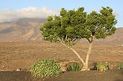 Playa Blanca, Lanzarote, España