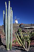 Jardín de Cactus, Lanzarote, España