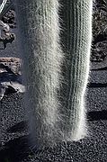 Jardín de Cactus, Lanzarote, España