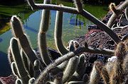 Jardín de Cactus, Lanzarote, España