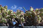 Jardín de Cactus, Lanzarote, España