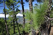 Caldera de Taburiente, La Palma, España