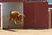 Comarca del Condado, Finca El Vadillo, España