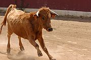 Comarca del Condado, Finca El Vadillo, España