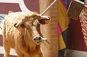 Comarca del Condado, Finca El Vadillo, España