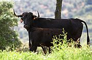 Objetivo 98 to 280
Siluetas con cuernos
Tren El Condado
FINCA EL VADILLO
Foto: 1801