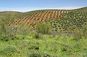 Comarca del Condado, Cañadas de El Condado, España