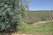 Comarca del Condado, Cañadas de El Condado, España