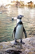 Loro Parque, Tenerife, España