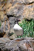 Loro Parque, Tenerife, España