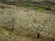 Valle del Jerte, Valle del Jerte, España