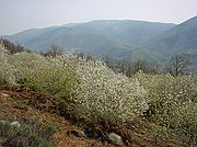 Valle del Jerte, Valle del Jerte, España