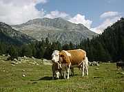 Pirineos, Pirineos, España