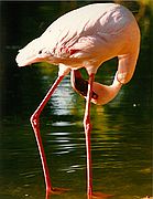 Zoo de Madrid, Zoo de Madrid, España