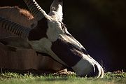 Camara Nikon F2
Oryx
In Memoriam
ZOO DE MADRID
Foto: 1733