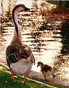 Camara Nikon F2
Patos1
In Memoriam
ZOO DE MADRID
Foto: 1748