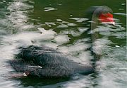 Camara Nikon F2
Patos2
In Memoriam
ZOO DE MADRID
Foto: 1749