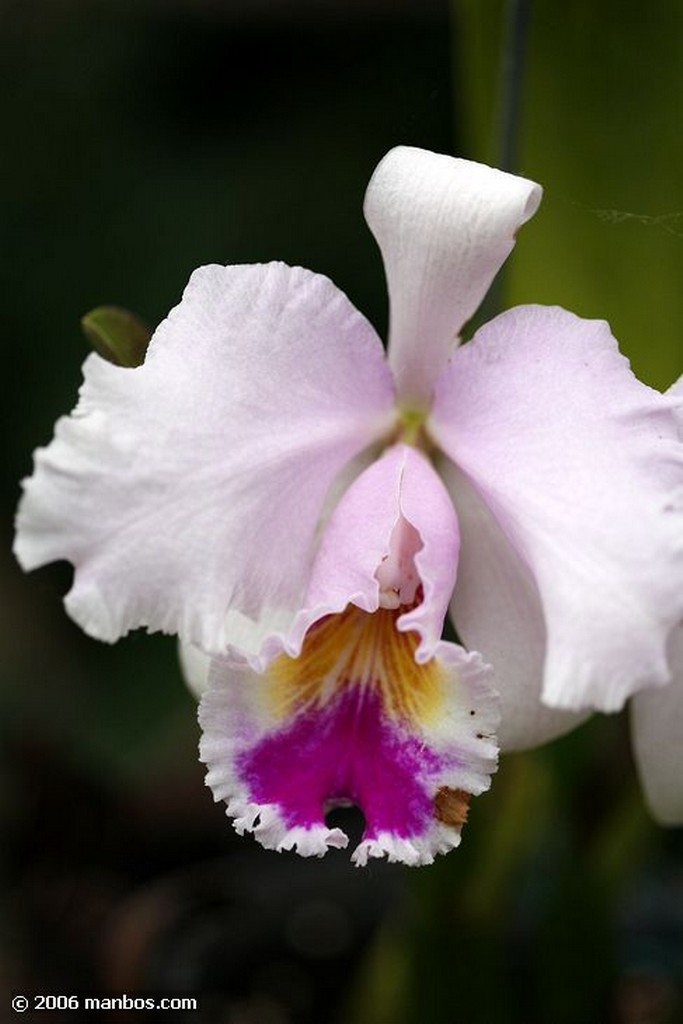 Tenerife
Orquidea
Canarias