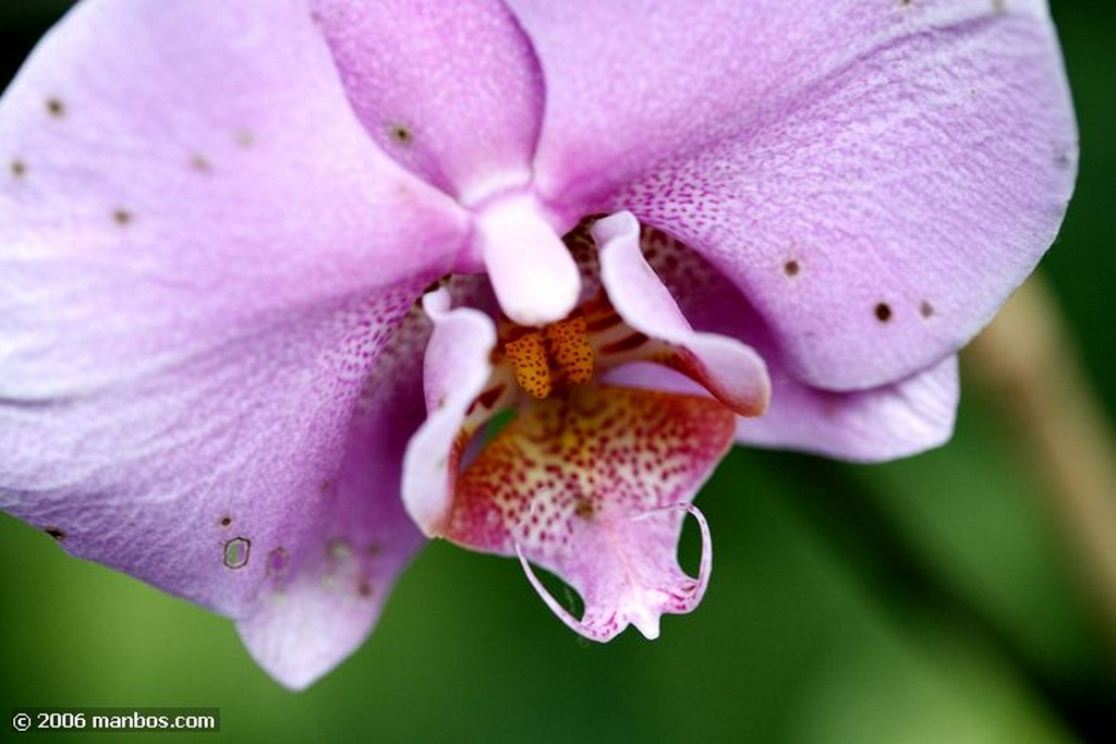 Tenerife
Orquidea
Canarias