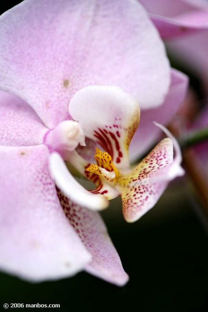 Tenerife
Orquidea
Canarias