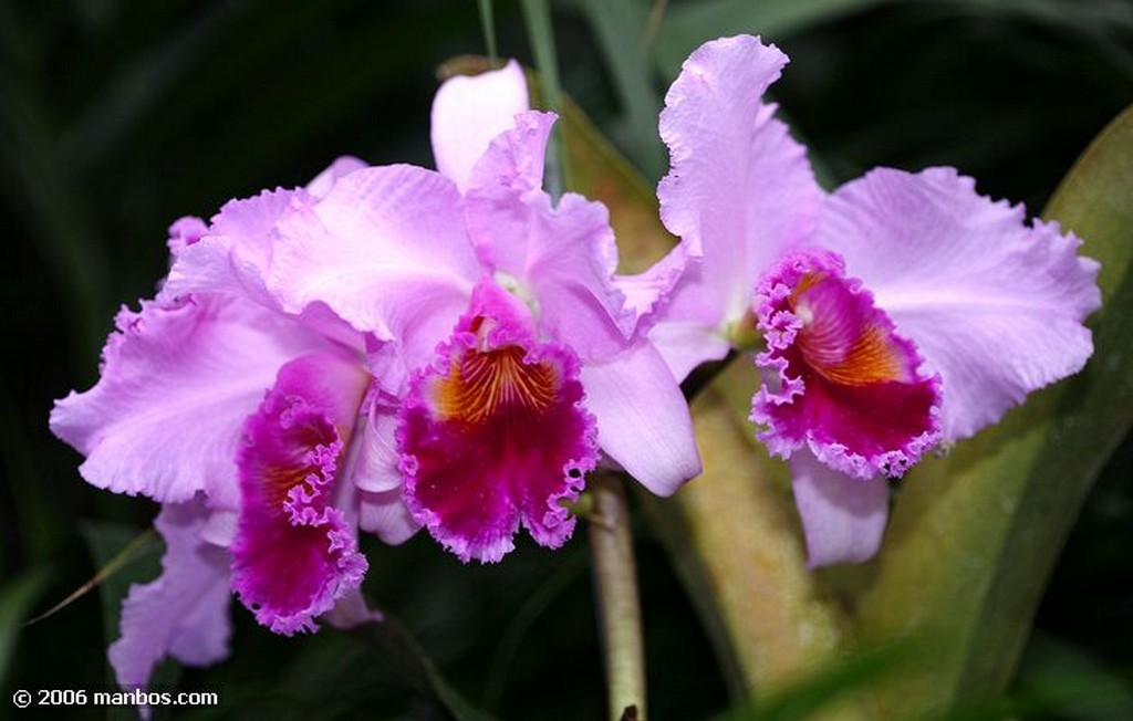 Tenerife
Orquidea
Canarias