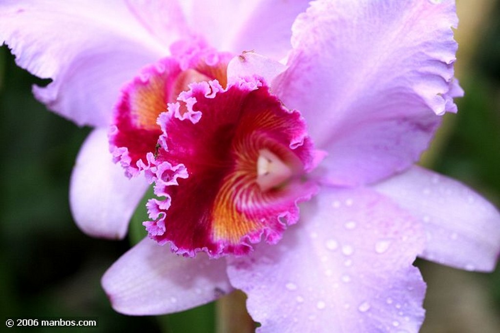 Tenerife
Orquidea
Canarias