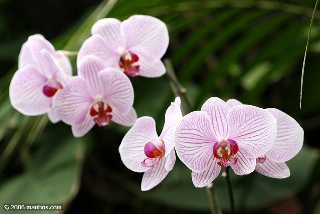 Tenerife
Orquidea
Canarias