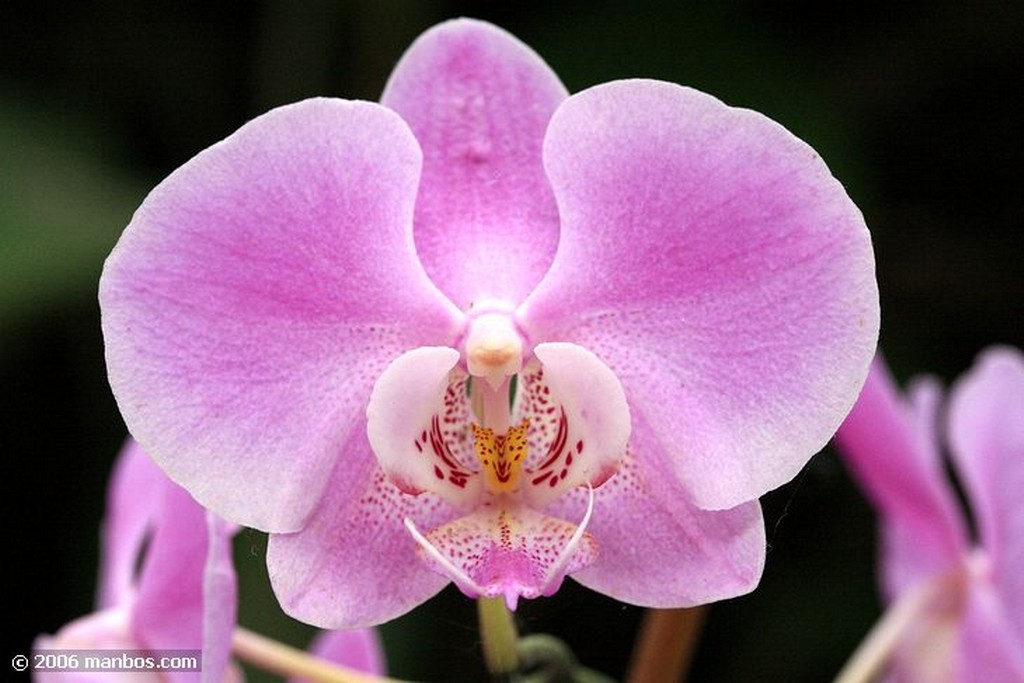 Tenerife
Orquidea
Canarias