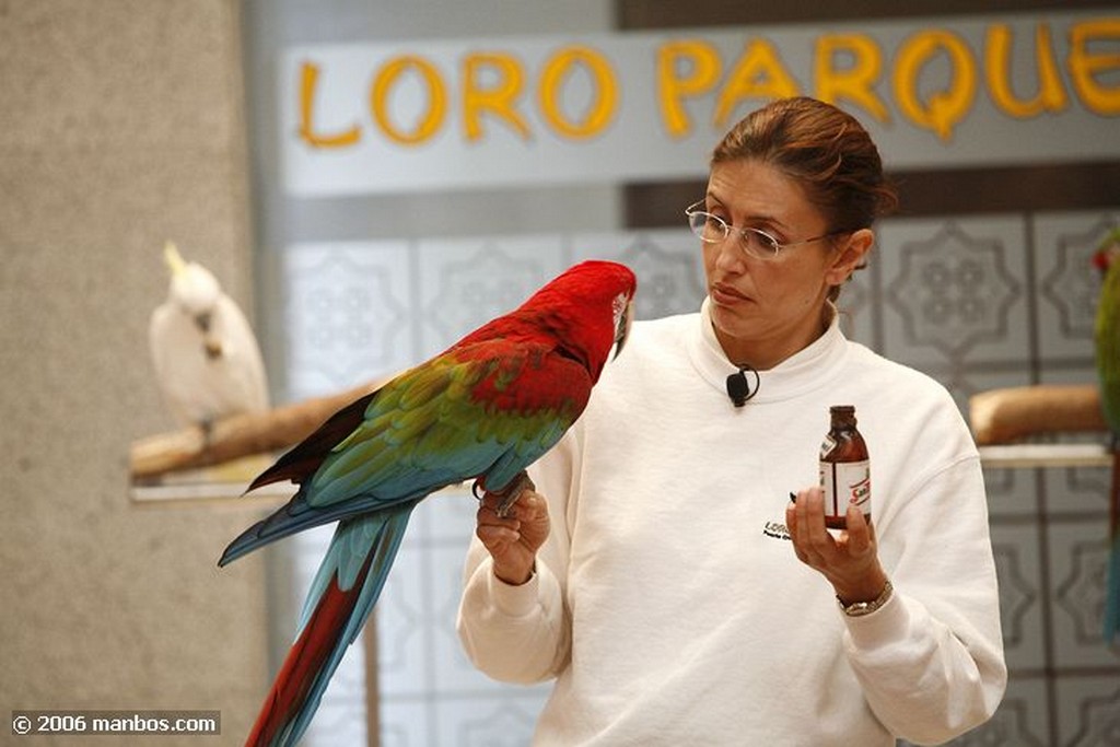 Tenerife
Loro show
Canarias