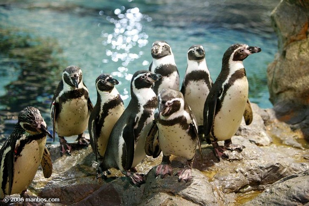 Tenerife
Pinguino
Canarias